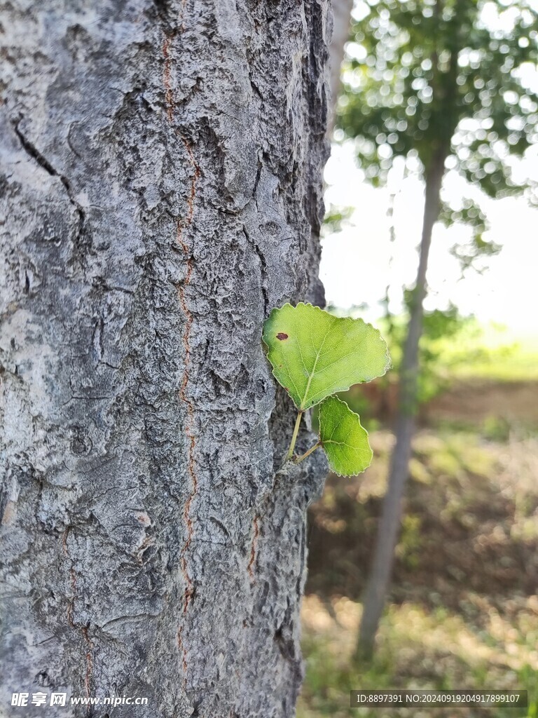 发芽树