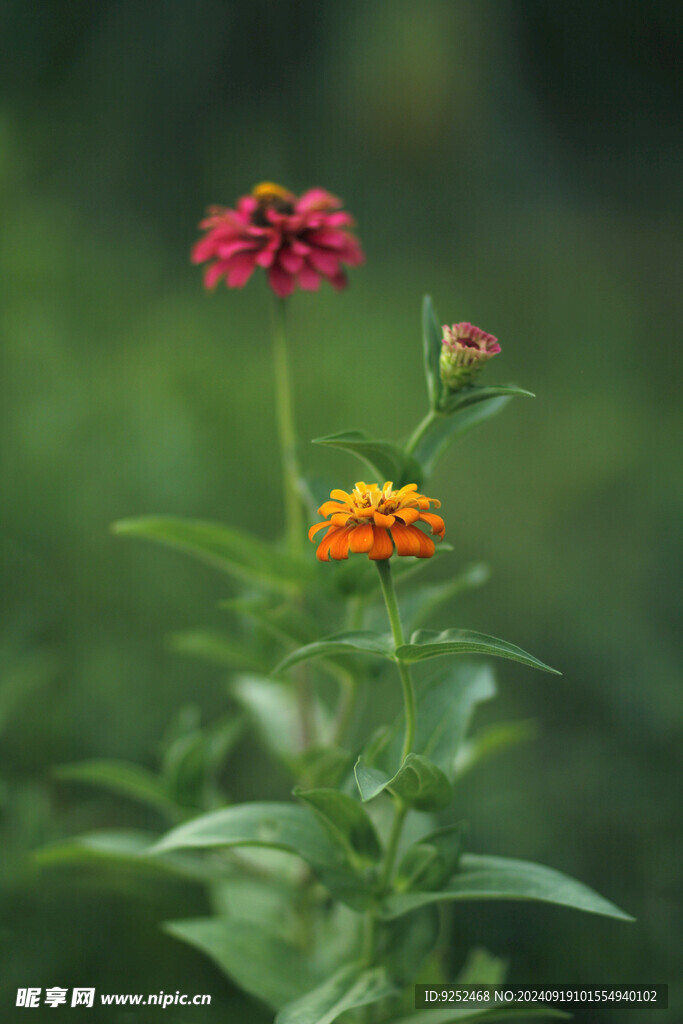 硫华菊