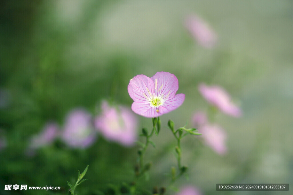 公园小花 