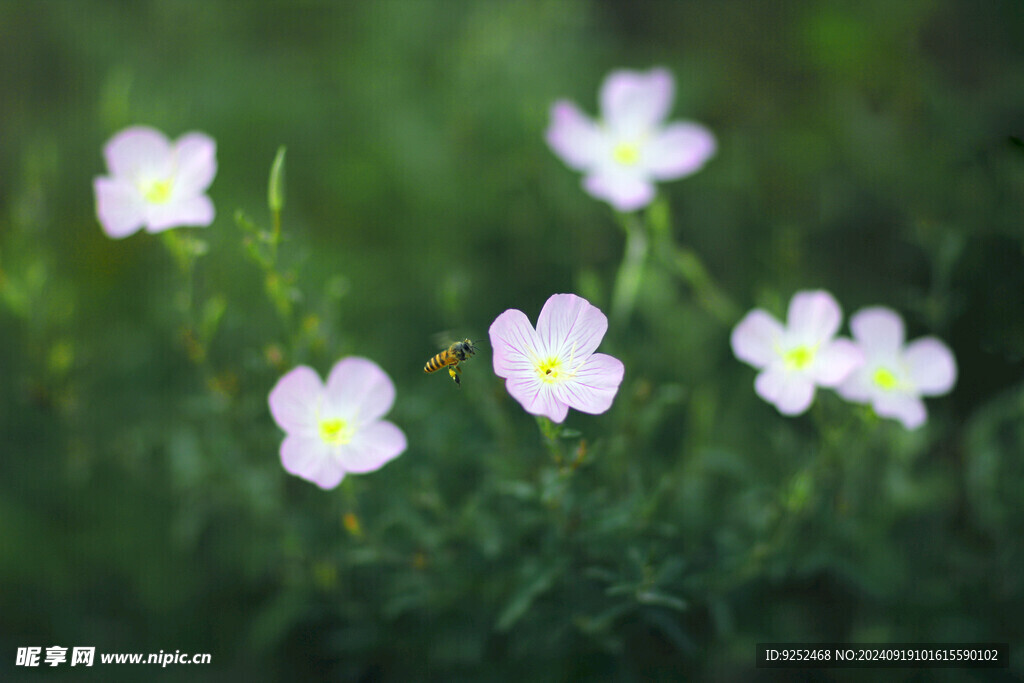 园林花草