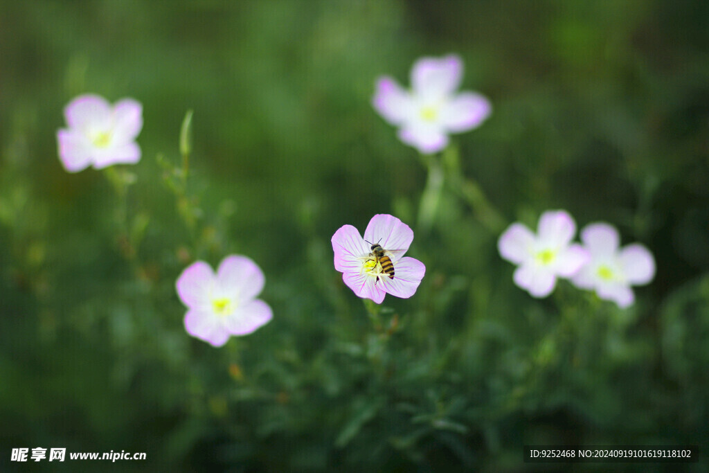 园林花草