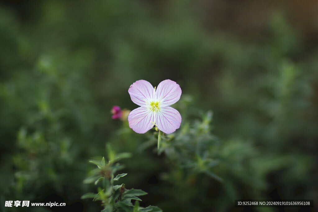 小花 