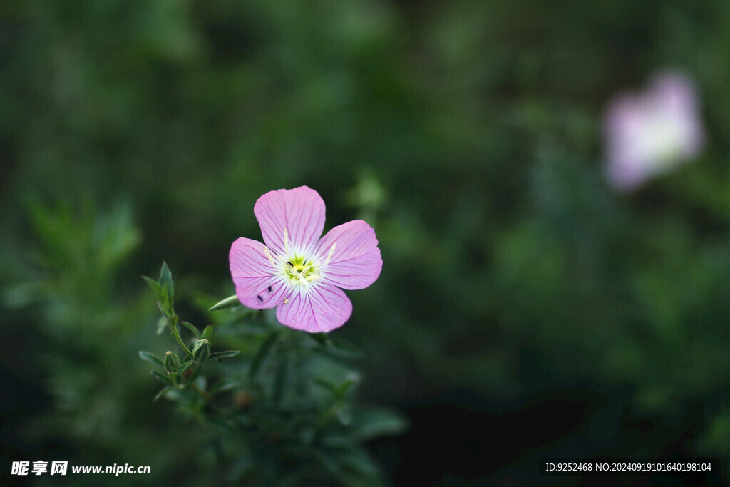 花草 