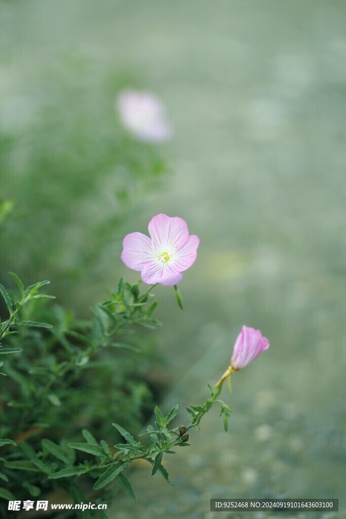 园林花草