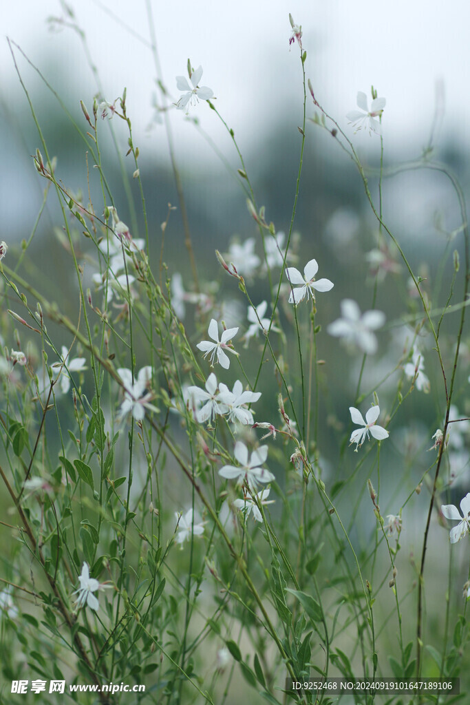 小白花