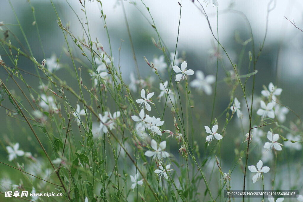 小白花