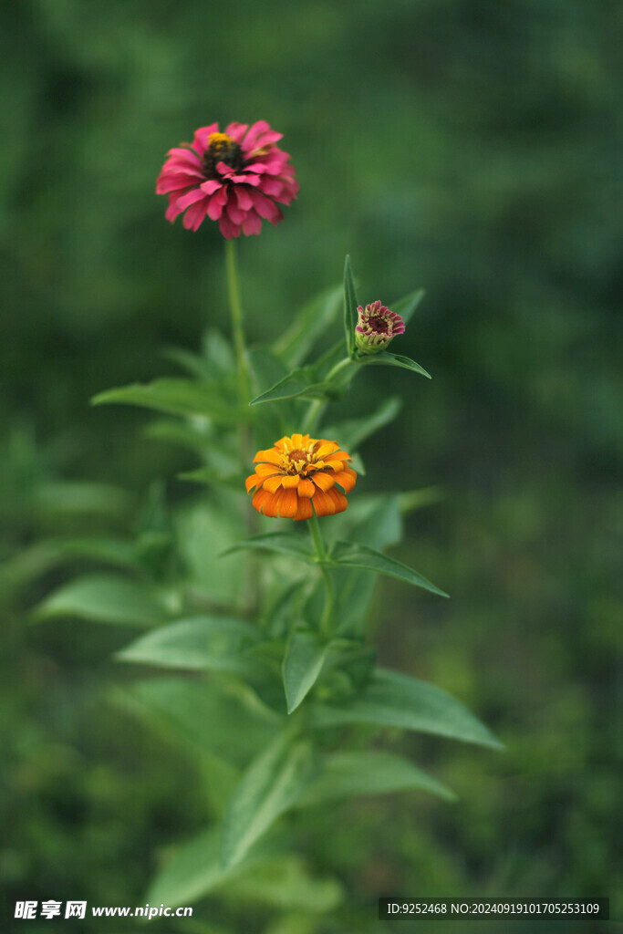 硫华菊