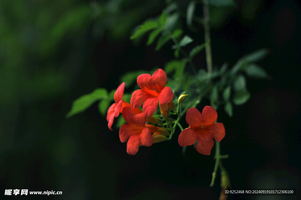 凌霄花滕 