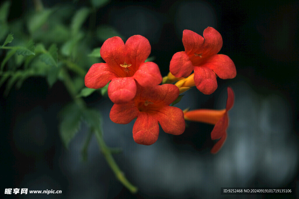 凌霄花