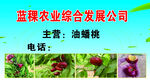 油蟠桃  