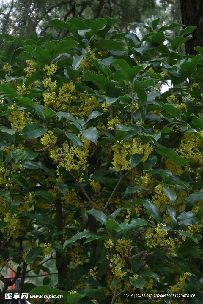 桂花 
