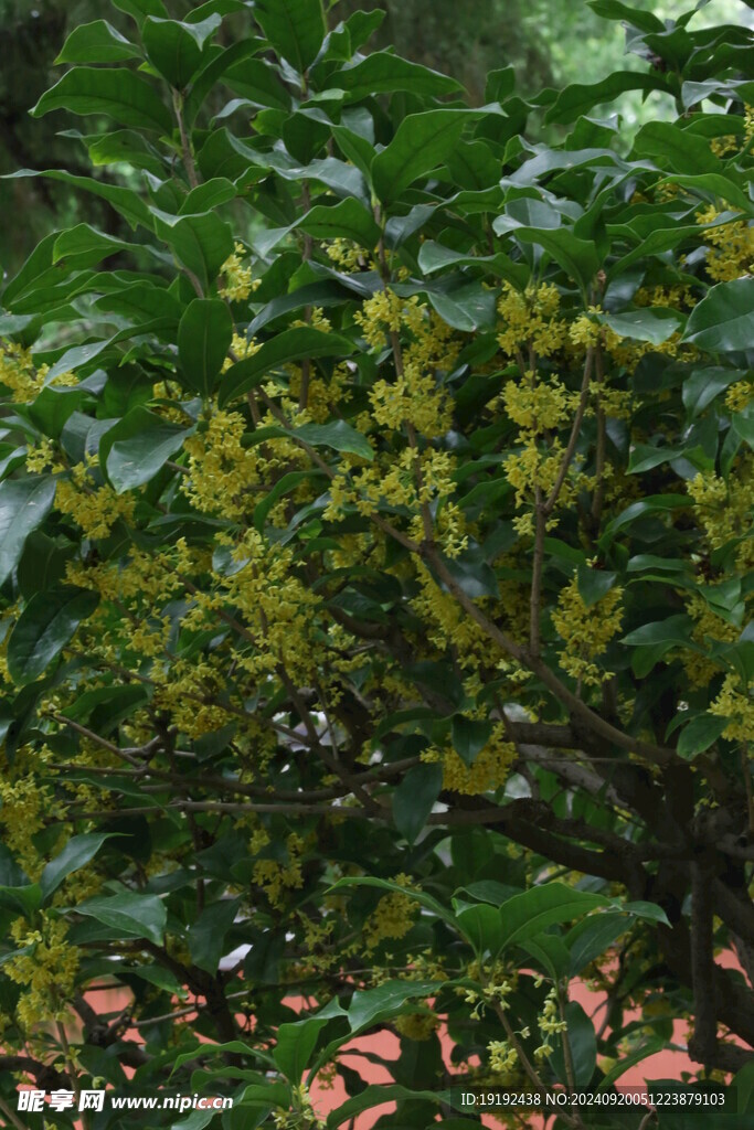 桂花 