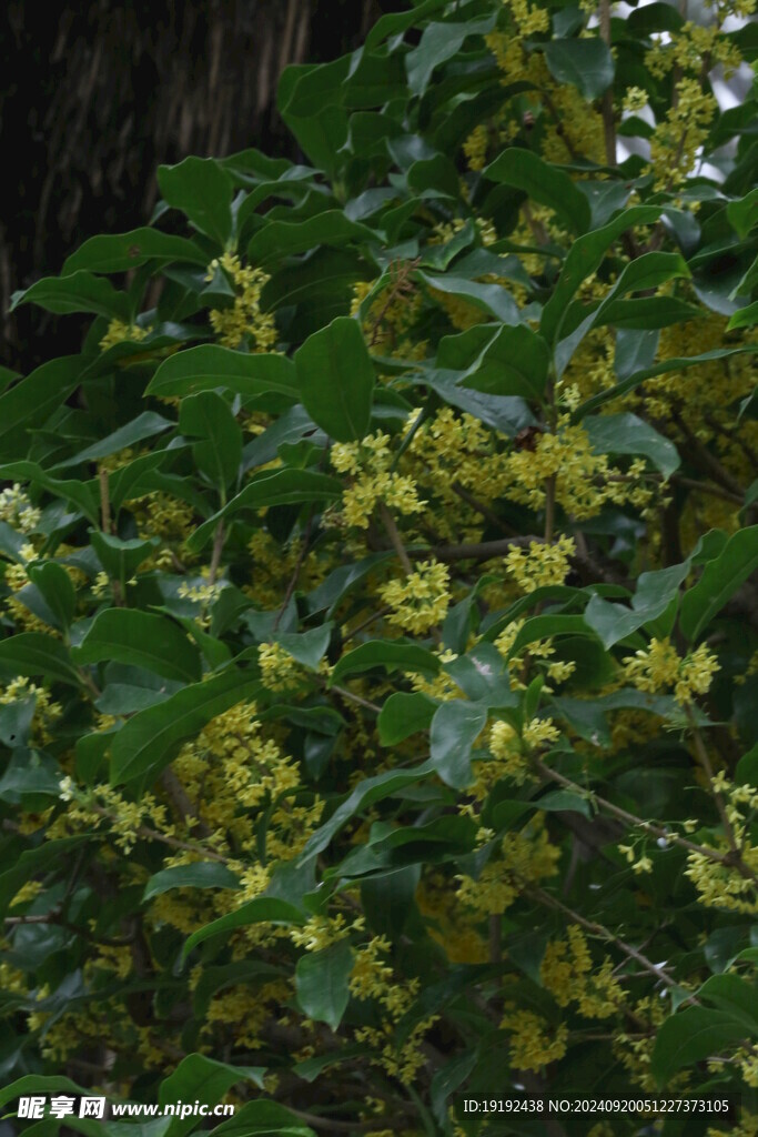 桂花  