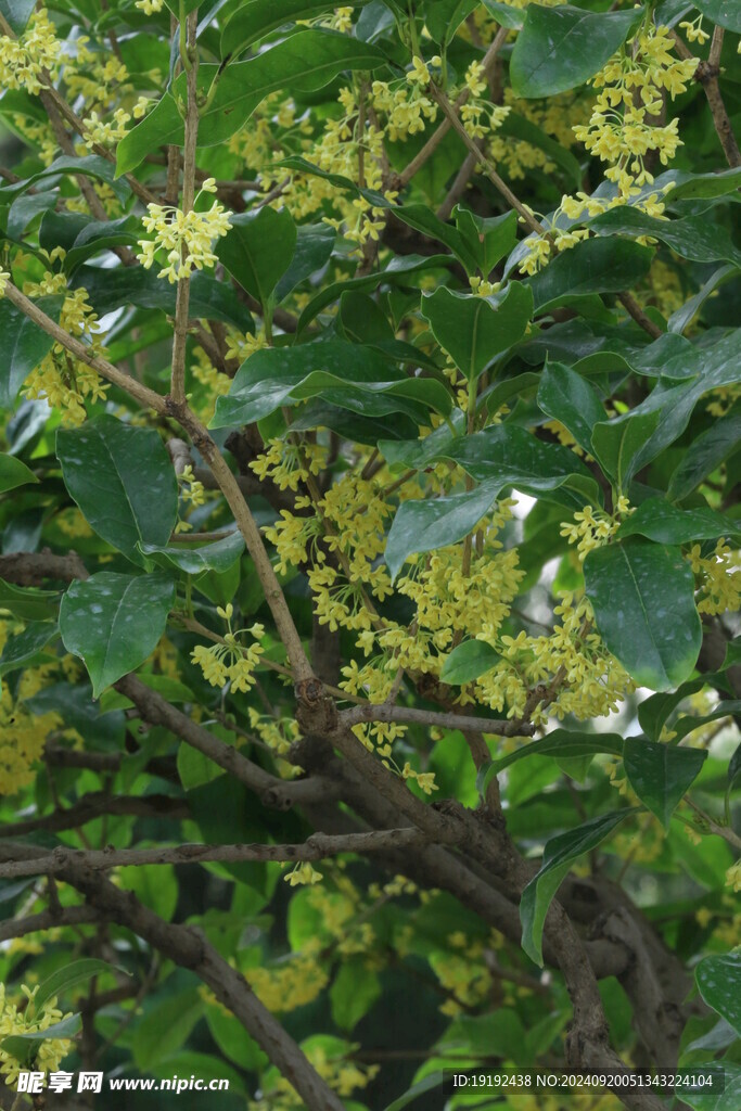 桂花  