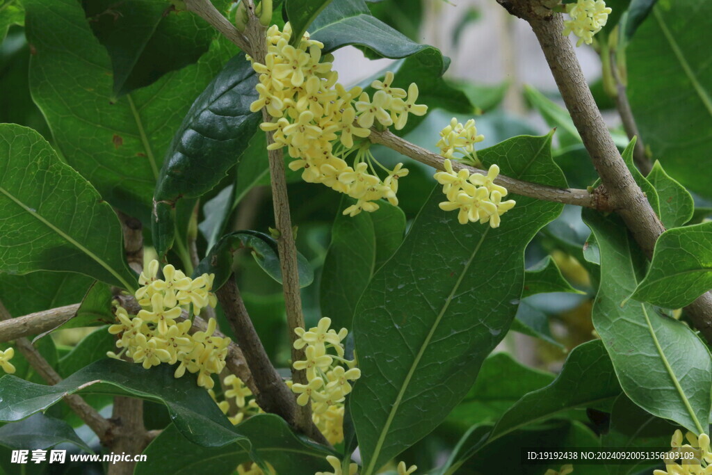 桂花  