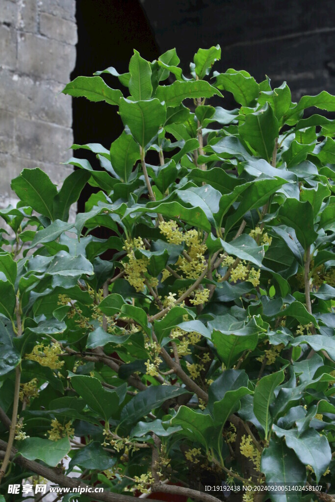 桂花 