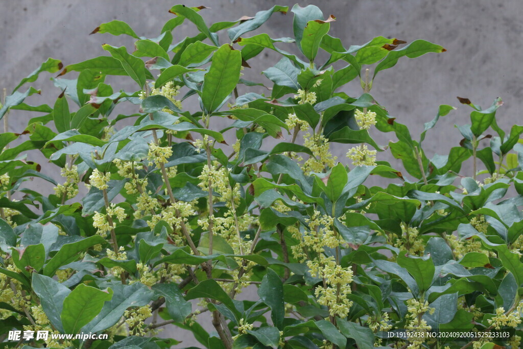 桂花 