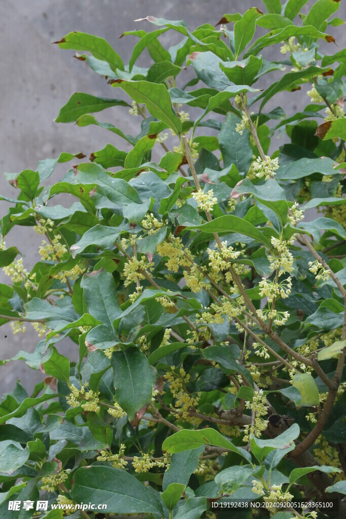 桂花  