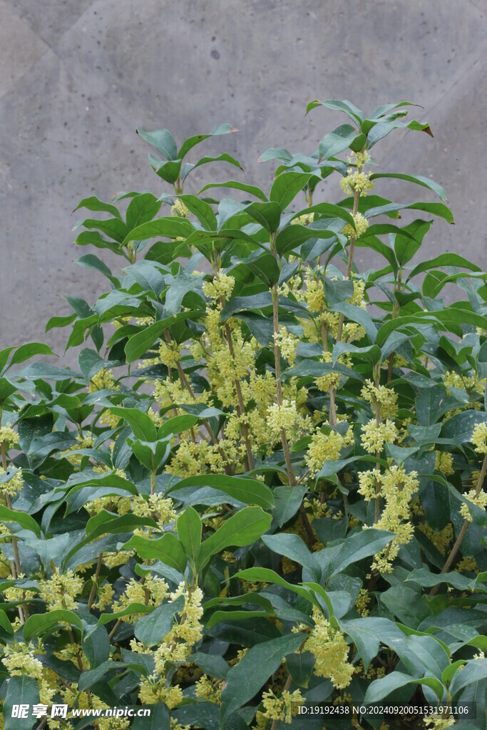 桂花  