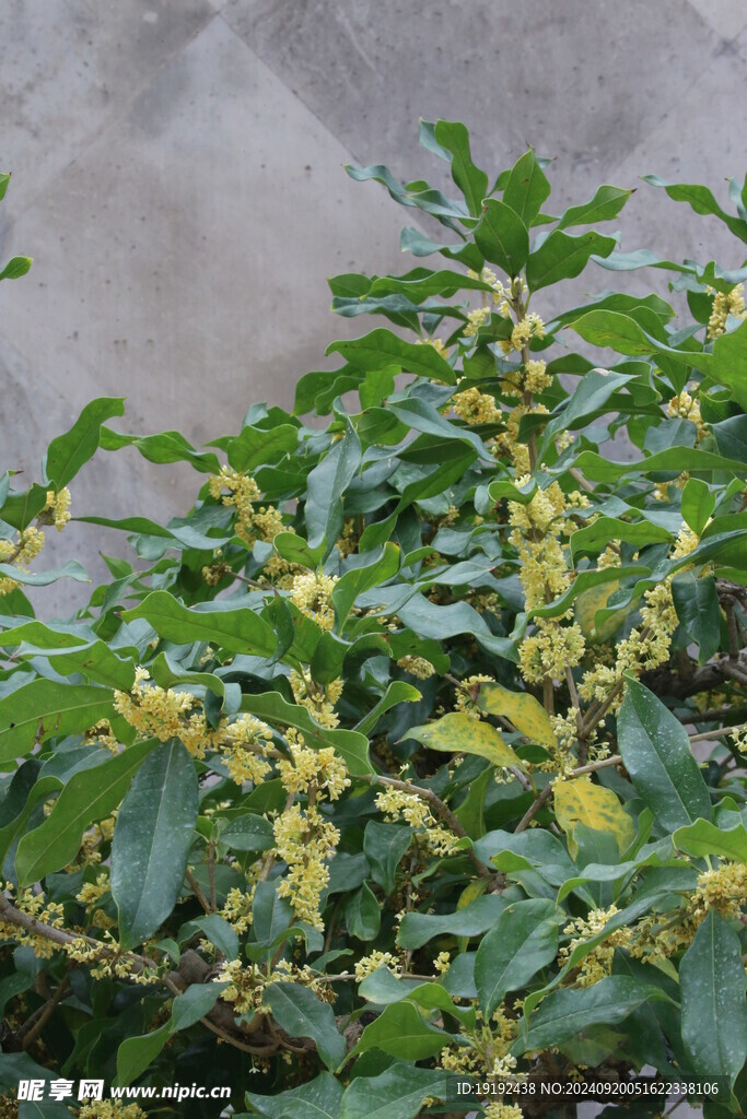 桂花 