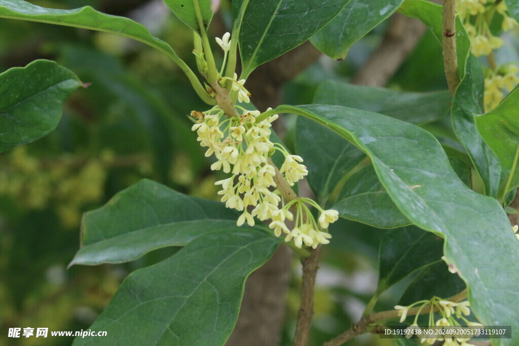 桂花 