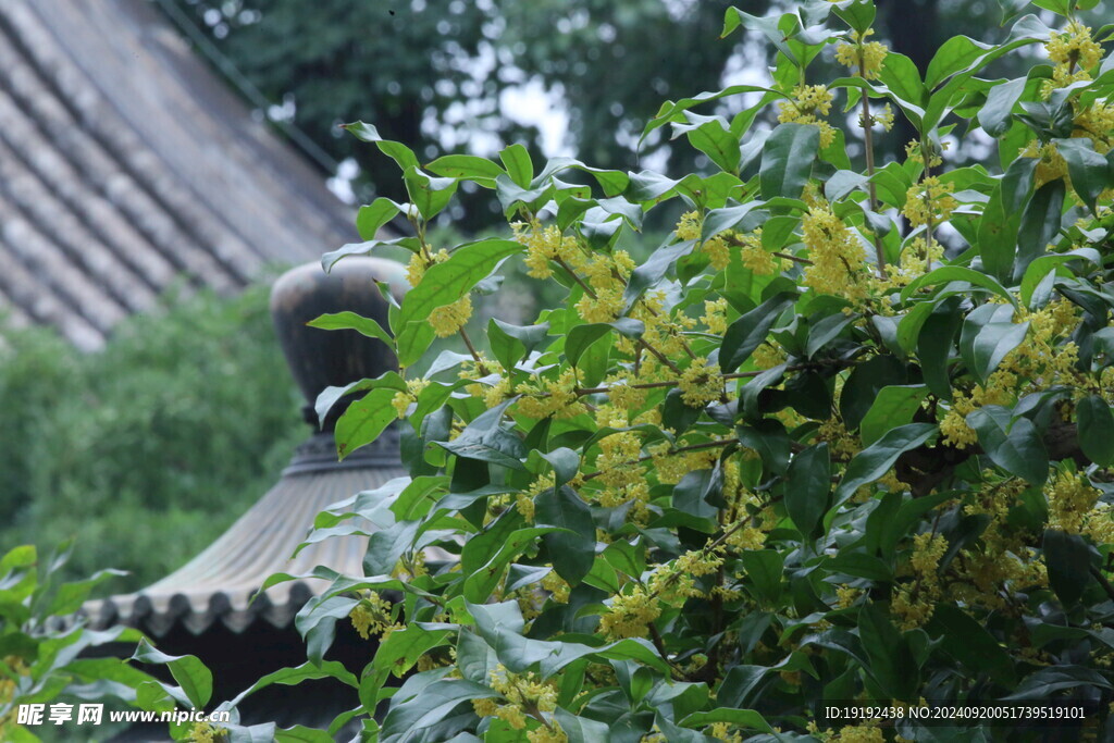 桂花 