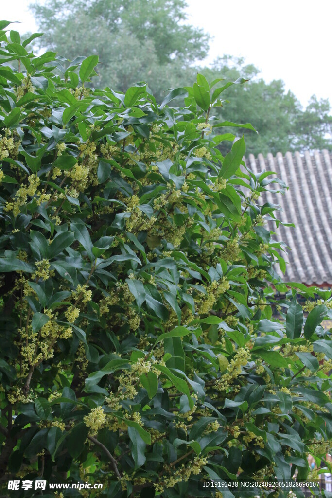 桂花 