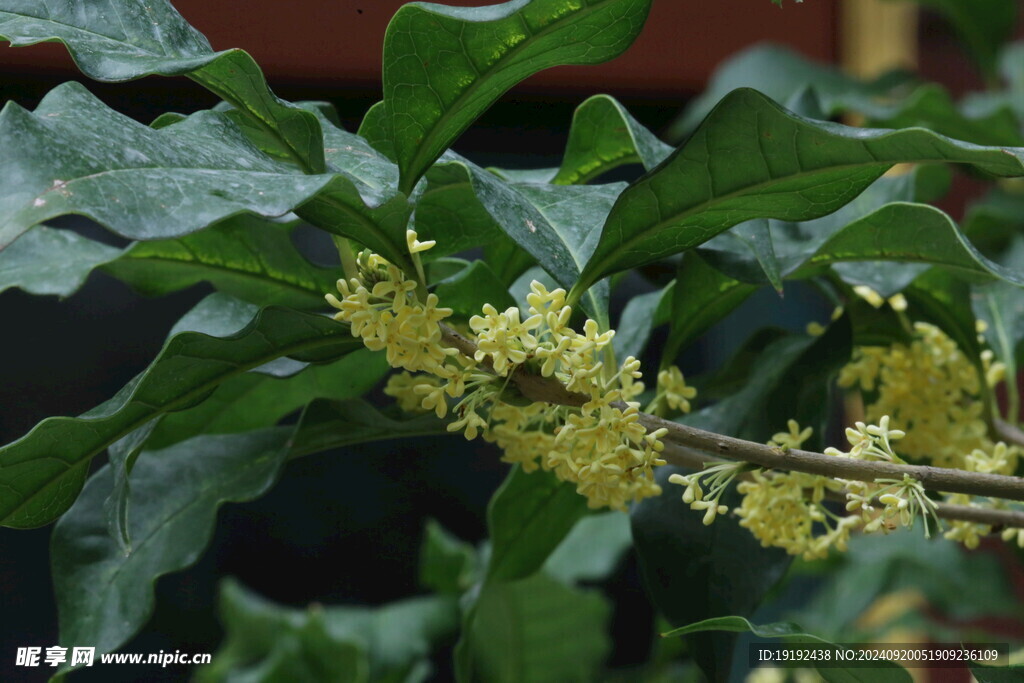 桂花 