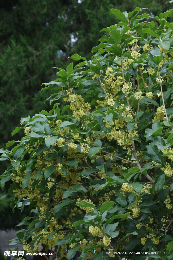 桂花 