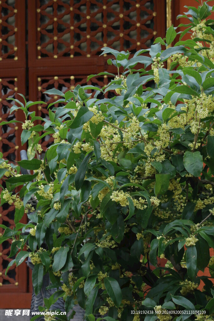 桂花 