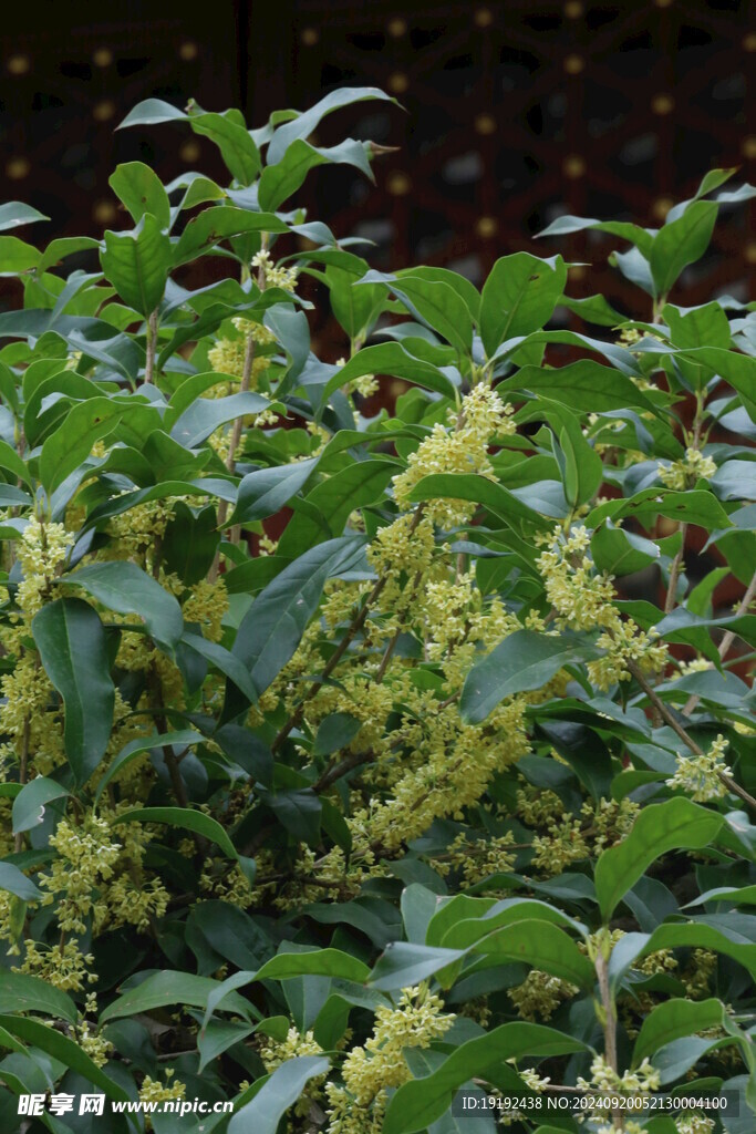 桂花 