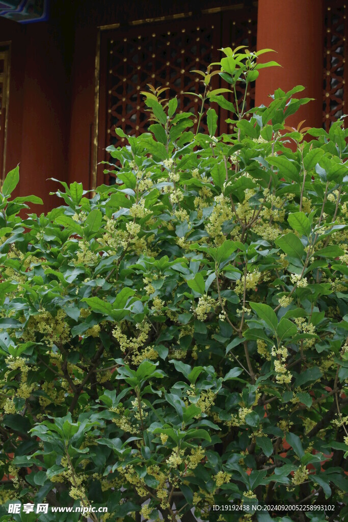 桂花  