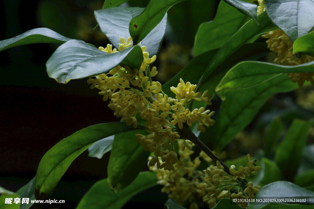 桂花 