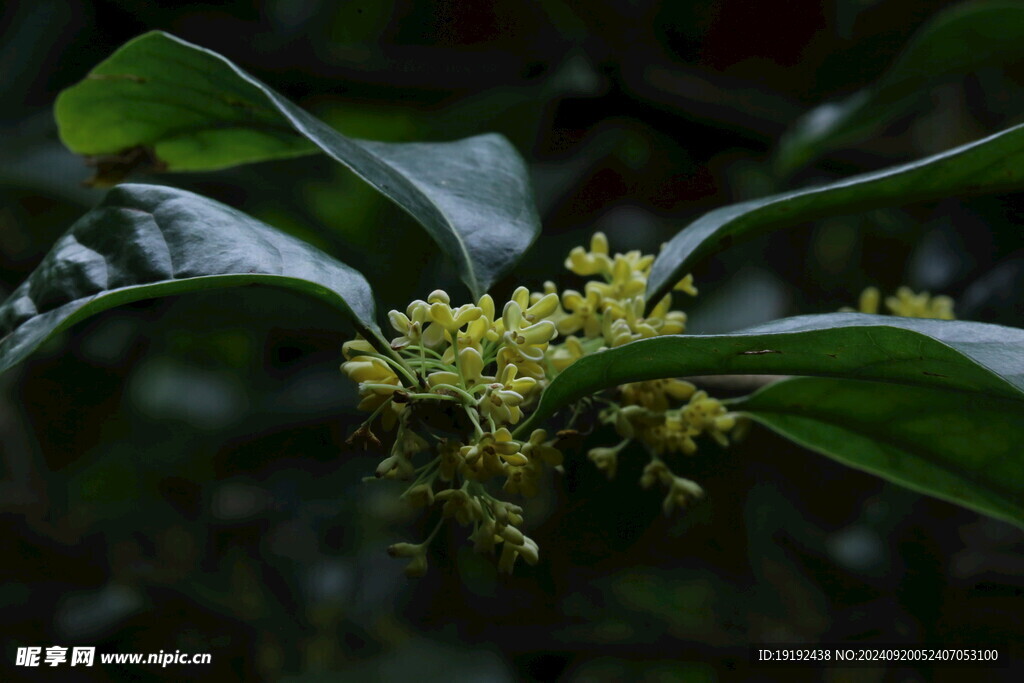 桂花 