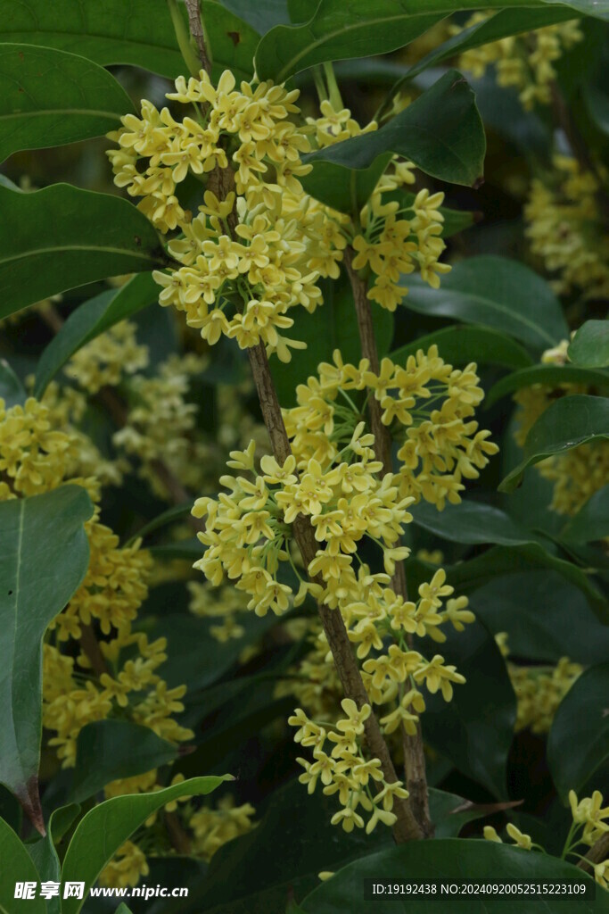 桂花 