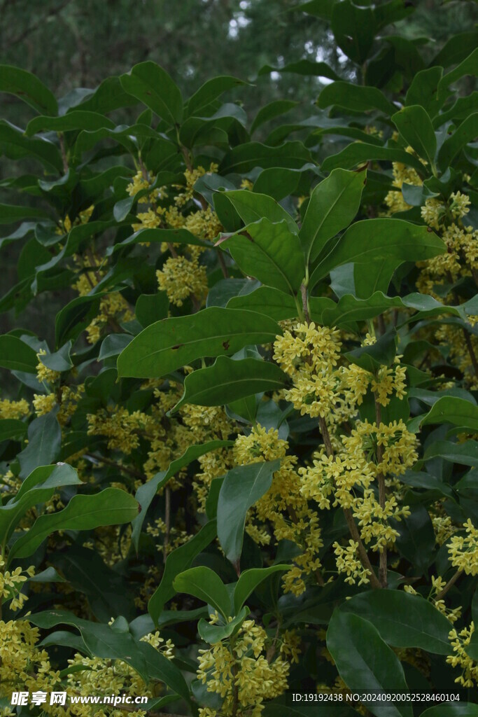 桂花  