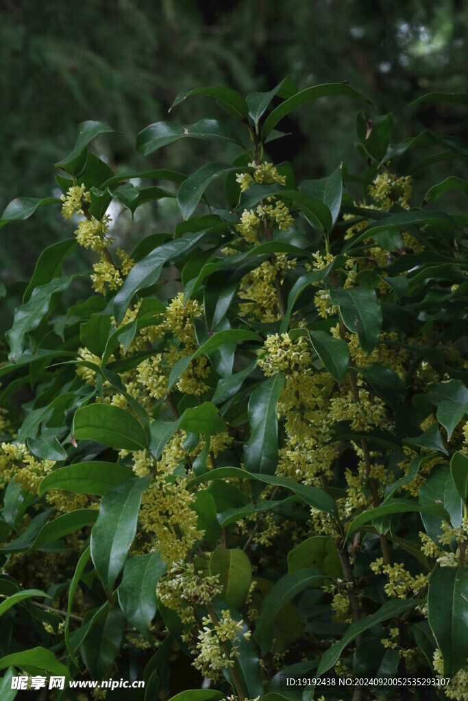 桂花  