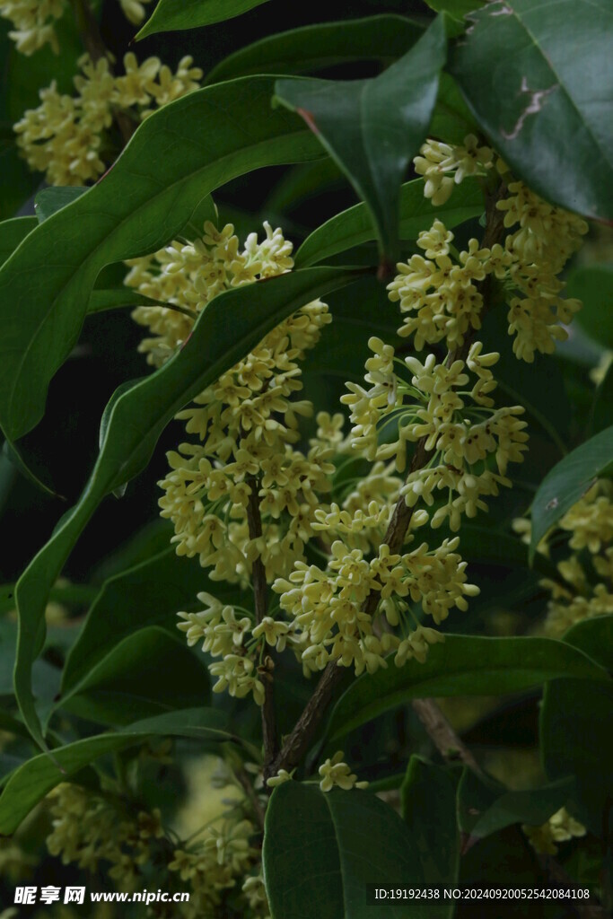 桂花  