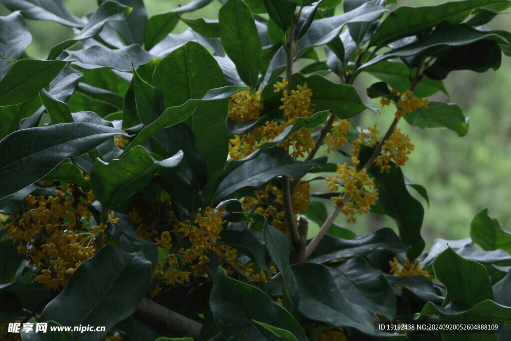 桂花  