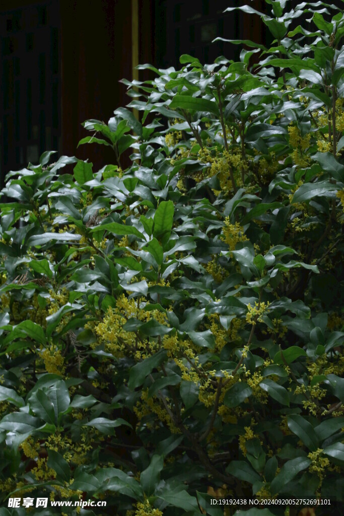 桂花  