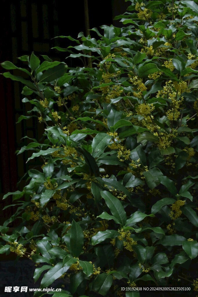 桂花  