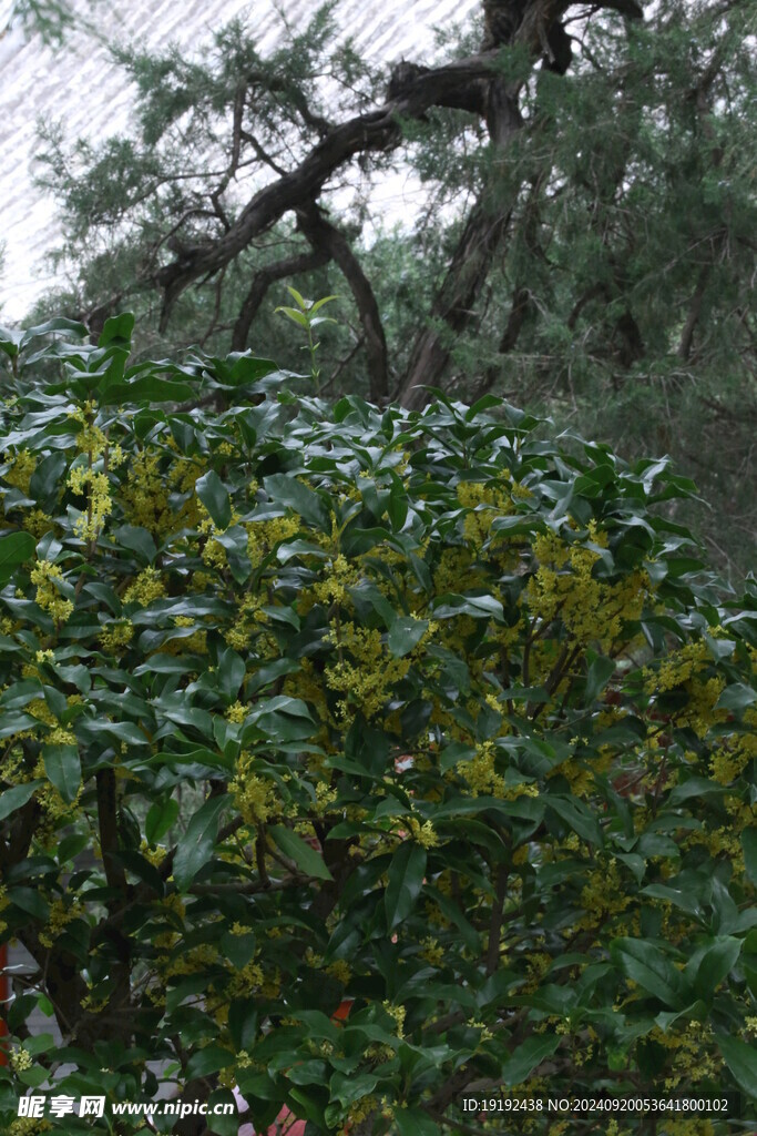 桂花 