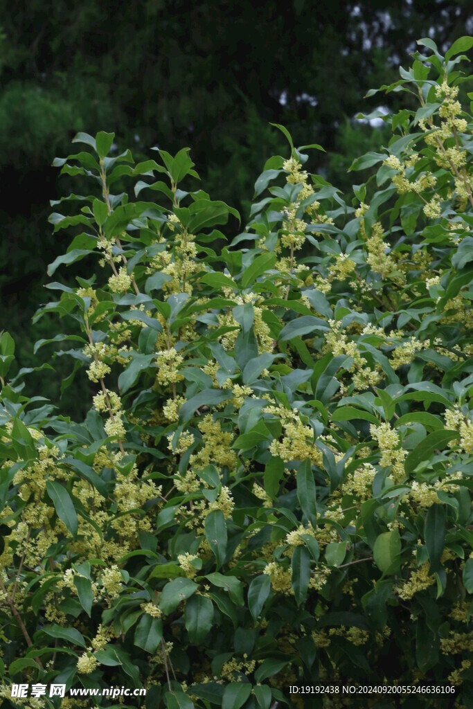 桂花  