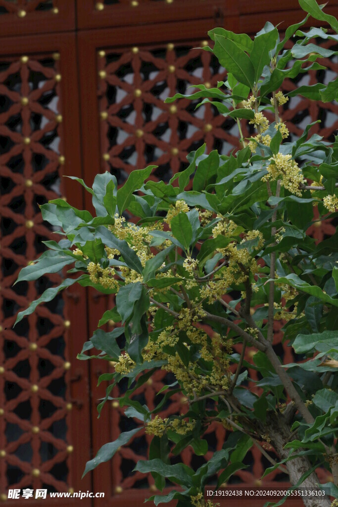 桂花 
