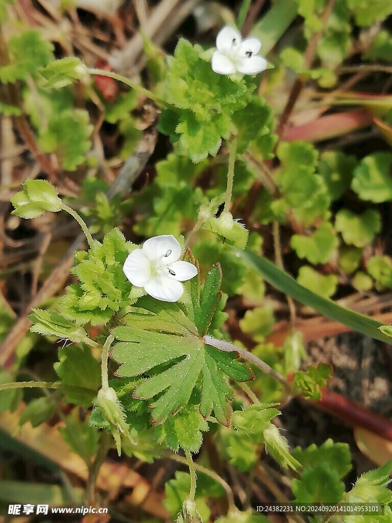 来自春天的花