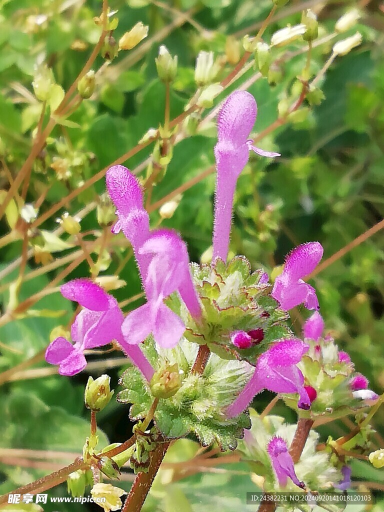 来自春天的花