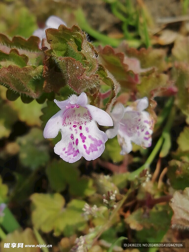 来自春天的花