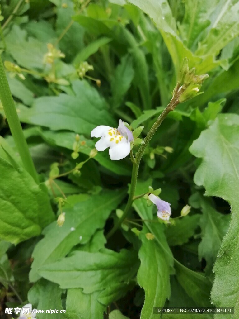 来自春天的花