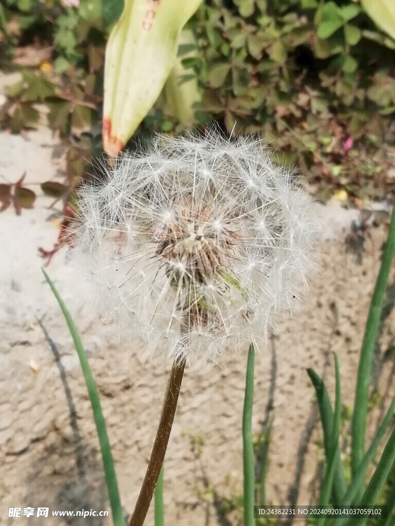 来自春天的花