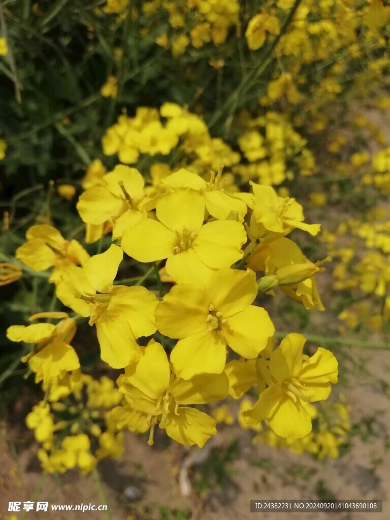 来自春天的花